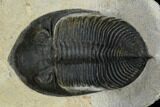 Bargain, Zlichovaspis Trilobite - Atchana, Morocco #119644-2